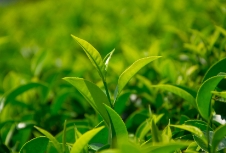 茶叶品牌策划应为消费者带来优质的产品和独特的消费体验